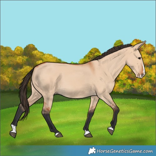 Horse Color:Bay Dun Splash 