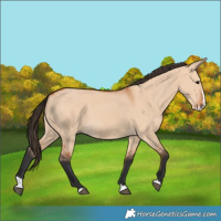 Horse Color:Bay Dun Splash 