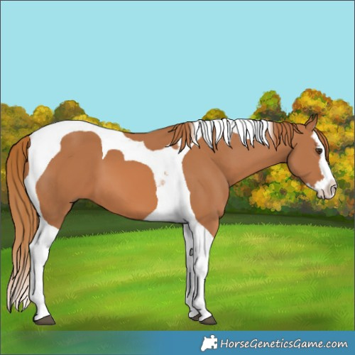 Horse Color:Chestnut Splash Tobiano 