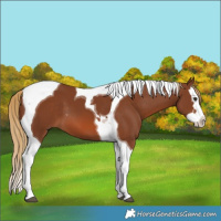 Horse Color:Chestnut Splash Tobiano