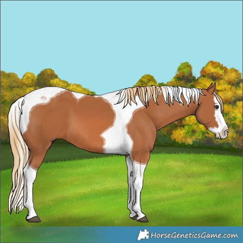 Horse Color:Chestnut Splash Tobiano 