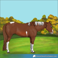 Horse Color:Chestnut Splash Tobiano
