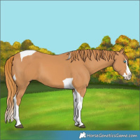 Horse Color:Chestnut Splash Tobiano 