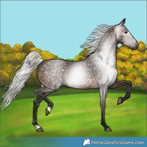 Horse Color:Gray Silver Bay 