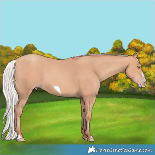 Horse Color:Silver Amber Champagne Frame 