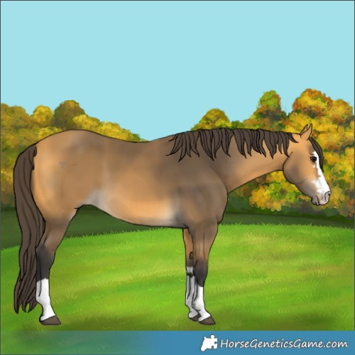 Horse Color:Buckskin 
