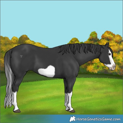 Horse Color:Black Splash Frame 