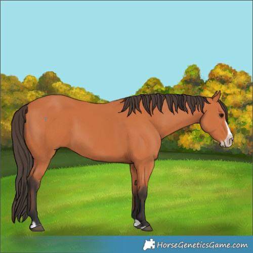 Horse Color:Bay Splash Frame 