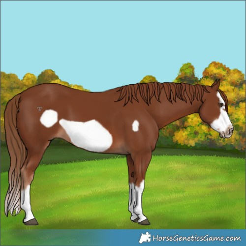 Horse Color:Chestnut Splash Frame 