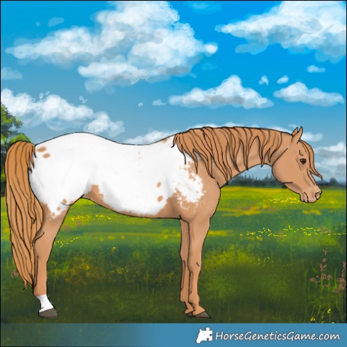Horse Color:Chestnut Appaloosa