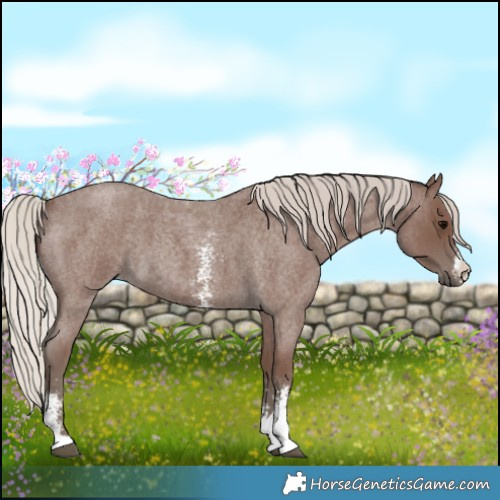 Horse Color:Silver Blue Roan Sabino