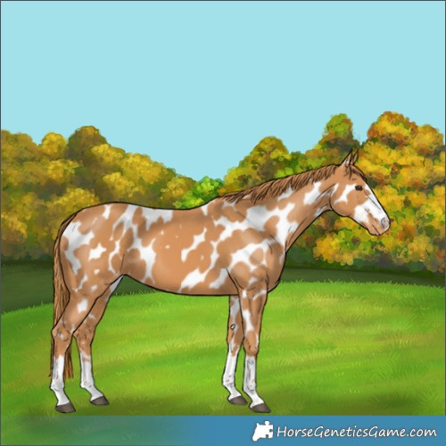 Horse Color:Chestnut Appaloosa 