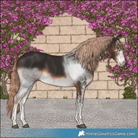 Horse Color:White Spotted Liver Chestnut Tobiano