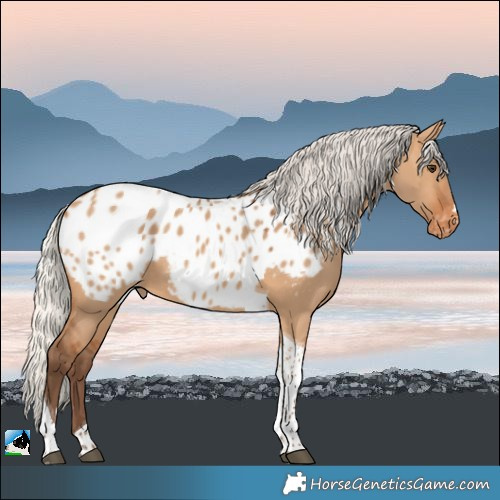 Horse Color:Silver Bay Dun Tobiano Appaloosa 