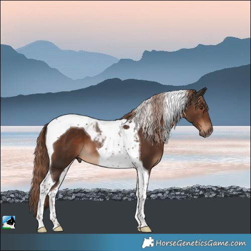 Horse Color:Liver Chestnut Tobiano 