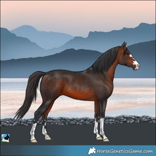 Horse Color:Bay 