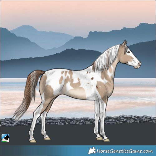 Horse Color:Liver Red Dun Splash Tobiano Skewed Appaloosa 