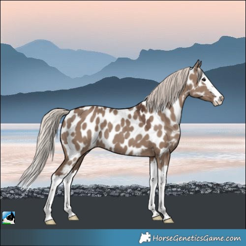 Horse Color:Silver Grullo Splash Appaloosa 