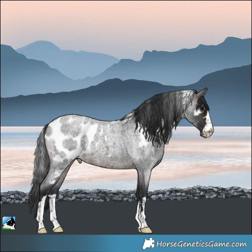 Horse Color:Brown Roan Skewed Appaloosa 