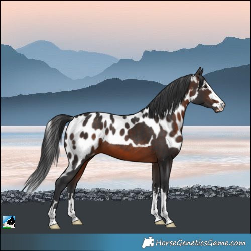 Horse Color:Bay Skewed Appaloosa 