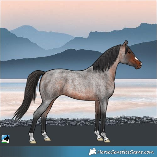 Horse Color:Bay Roan 