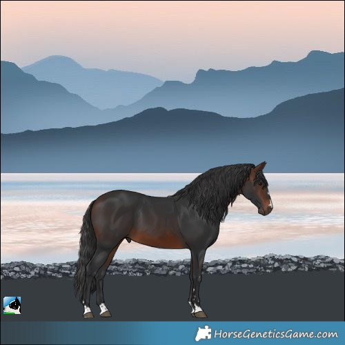 Horse Color:Brown 