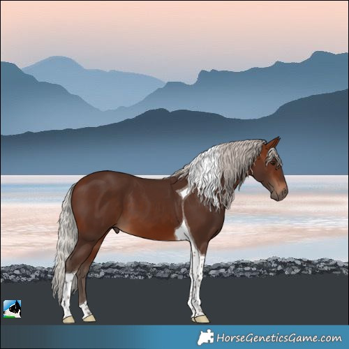 Horse Color:Silver Brown Tobiano 
