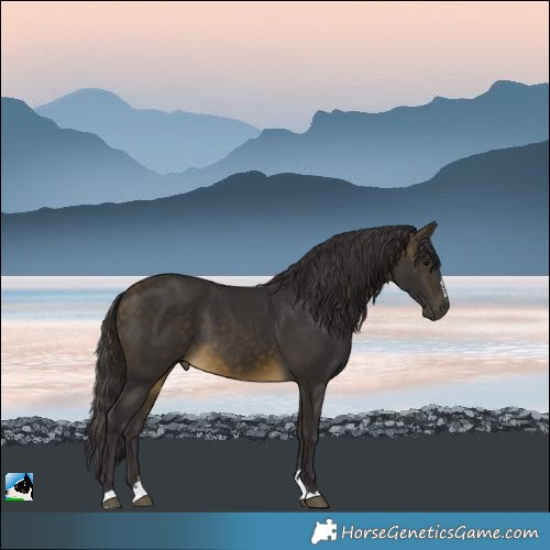 Horse Color:Buckskin 