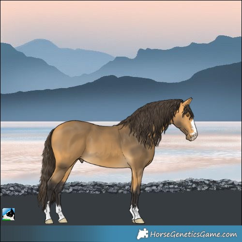 Horse Color:Buckskin 