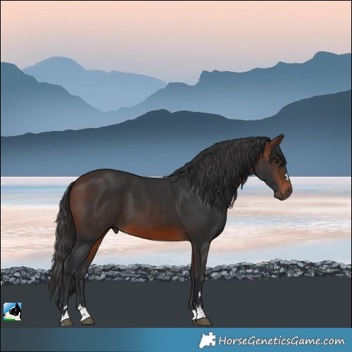 Horse Color:Brown 