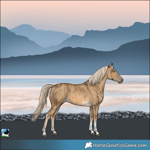 Horse Color:Chocolate Palomino Dun Tobiano Brindle 