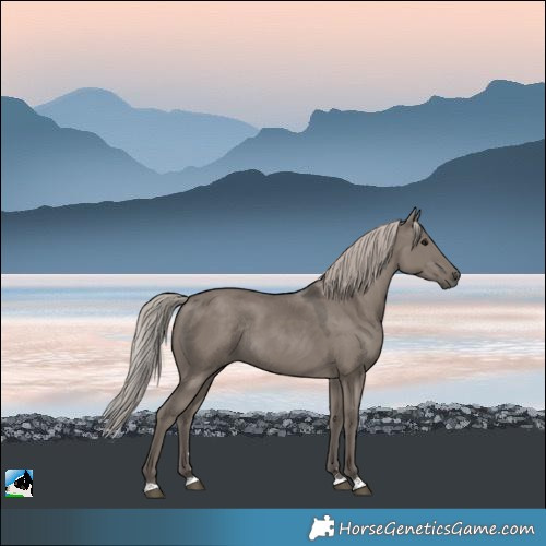 Horse Color:Silver Grullo Rabicano 