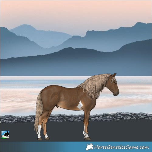 Horse Color:Chocolate Palomino Tobiano Rabicano