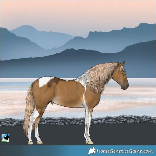 Horse Color:Chocolate Palomino Dun Tobiano 