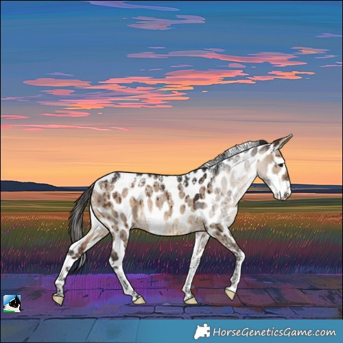 Horse Color:Powder White Brown Dun Appaloosa Brindle 