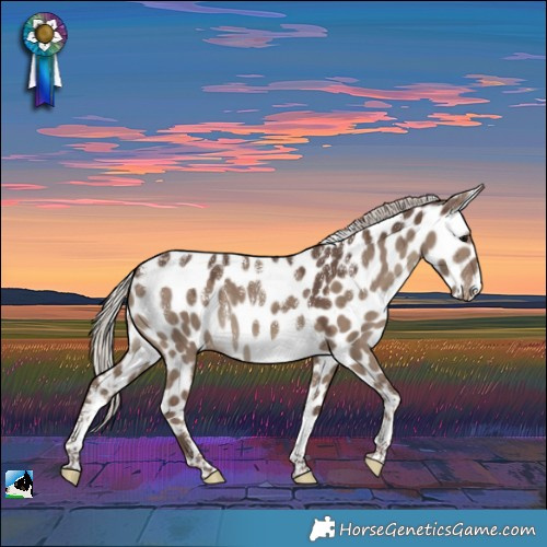 Horse Color:Powder White Silver Grullo Appaloosa 