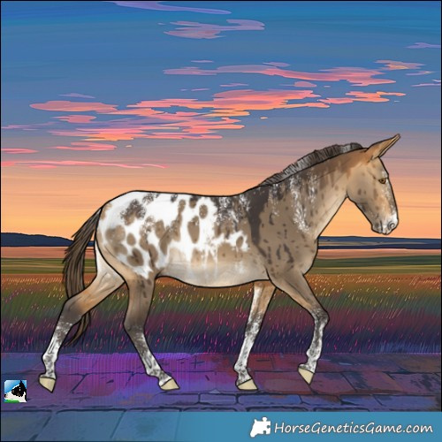 Horse Color:Powder White Buckskin Dun Appaloosa Brindle 
