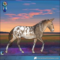 Horse Color:Powder White Buckskin Dun Appaloosa Brindle