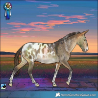 Horse Color:Powder White Buckskin Dun Blanket Brindle