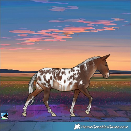 Horse Color:Powder White Silver Brown Near Leopard