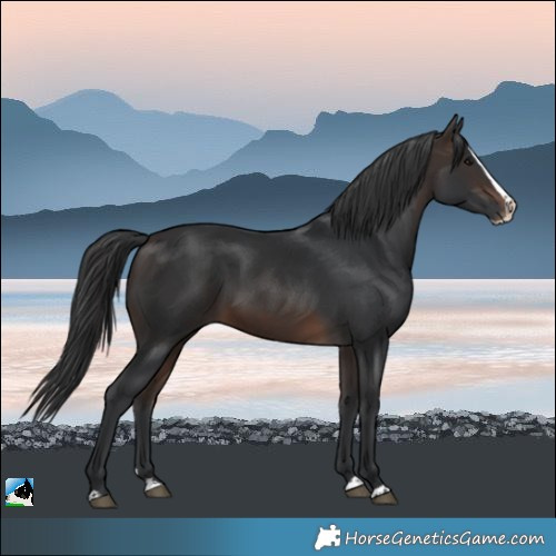 Horse Color:Bay Splash Rabicano 