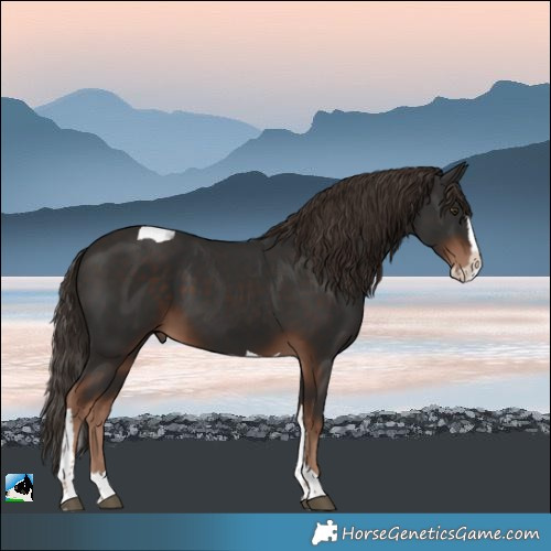 Horse Color:Liver Chestnut Splash Tobiano Rabicano