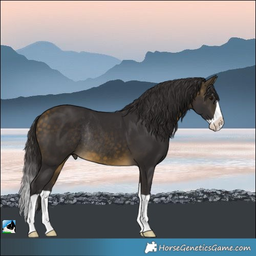 Horse Color:Buckskin Splash Rabicano
