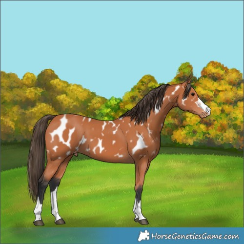 Horse Color:Bay Appaloosa