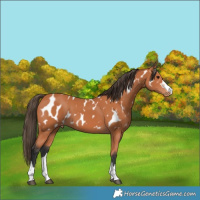 Horse Color:Bay Appaloosa 