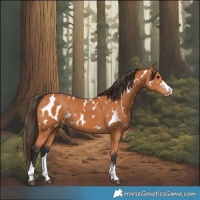 Horse Color:Bay Near Leopard 