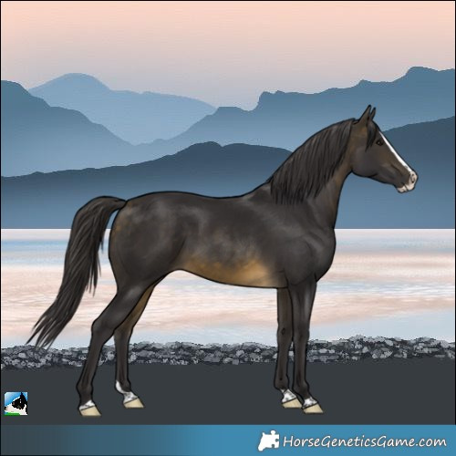 Horse Color:Buckskin Splash Rabicano 