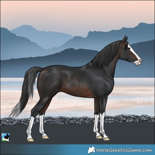 Horse Color:Bay Splash 