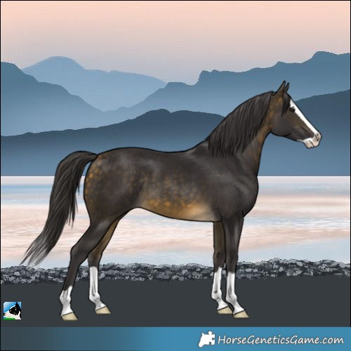 Horse Color:Buckskin Splash Rabicano 