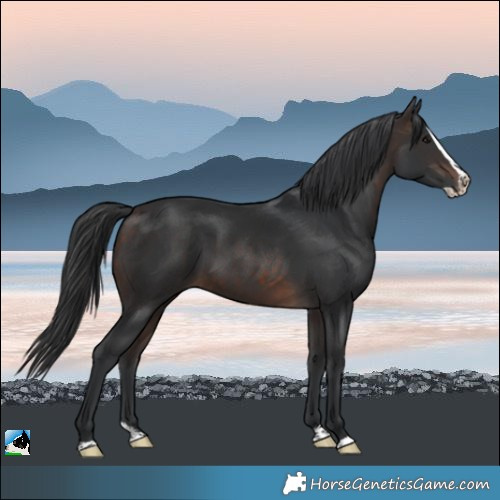 Horse Color:Brown Splash Rabicano